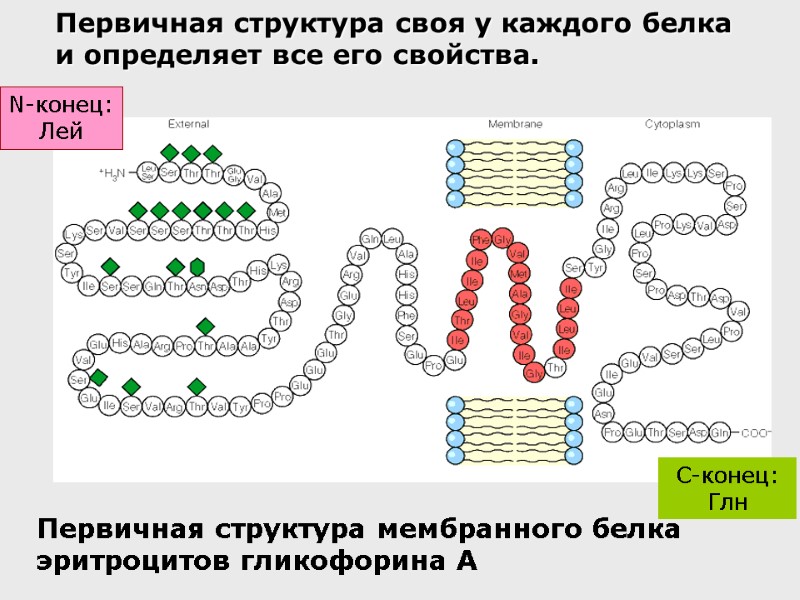 Первичная структура мембранного белка эритроцитов гликофорина А  C-конец: Глн Первичная структура своя у